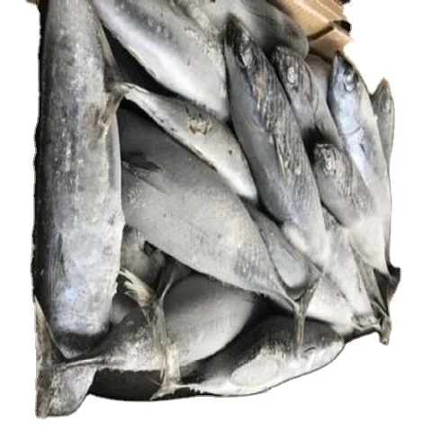 Frozen seafood pacific mackerel fish exporter from Norway an excellent source of protein, vitamins B2, B3, B6, and B12, and V D