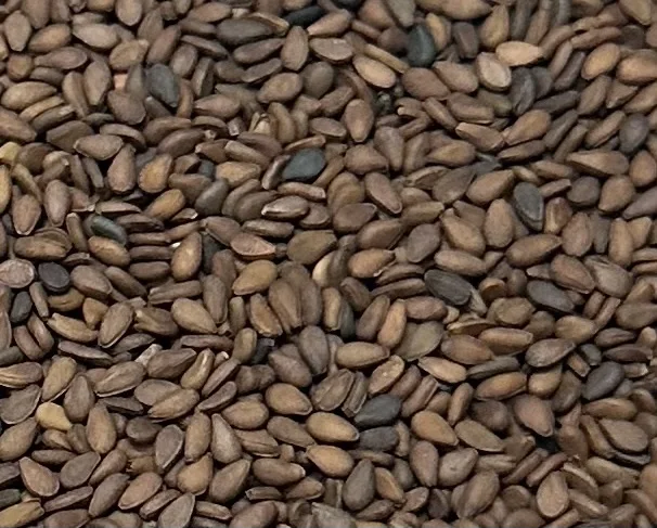 BROWN SESAME SEED