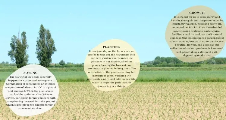 Organic dried herbs 5 HERBS MIX: mint, marjoram, oregano, sage, rosemary (herb spice seasoning condiment Made in Italy)