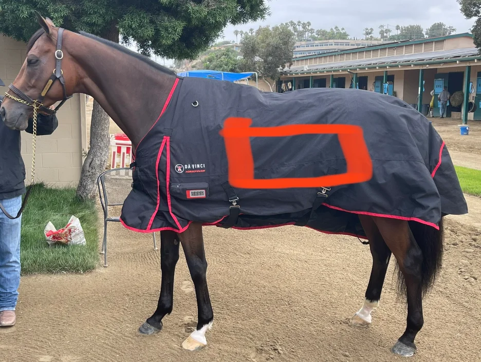 45W Non-invasive pdt low power therapeutic combined frequency pet care horse using red light therapy pad