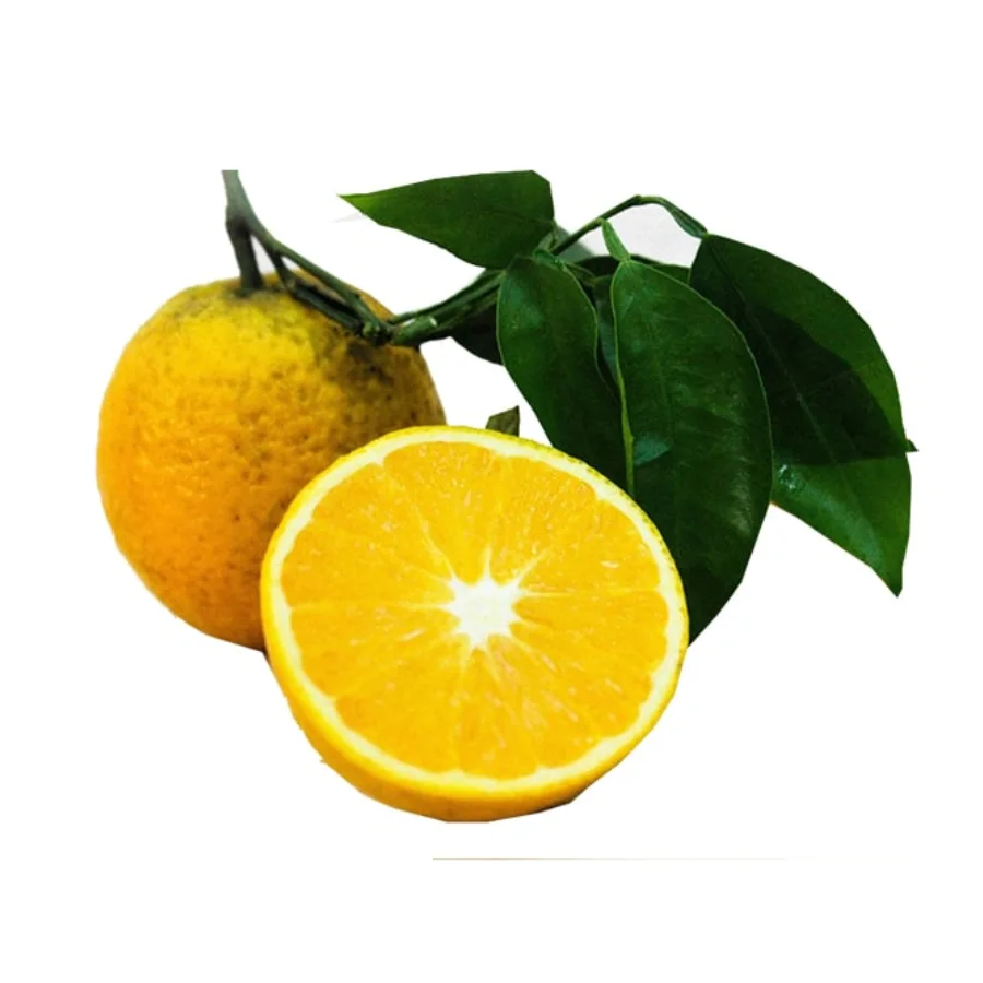 [HOT SALE 2022] Fresh Orange -  Top Product With High Quality Wholesale Cheap Price From Vietnam