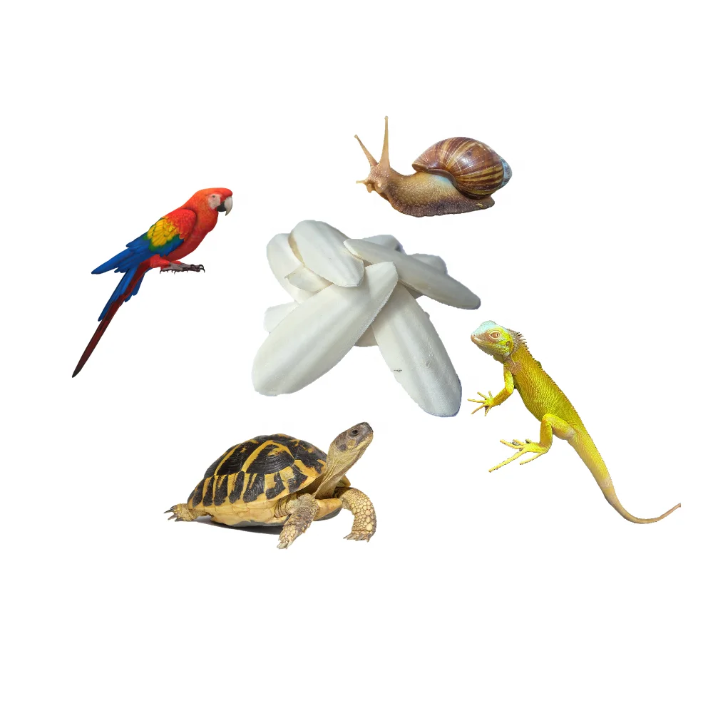 2024 Wholesale Natural Cuttlebone Calcium For Reptiles, birds, snails Squid Bone moisture 13% Pet products supplier