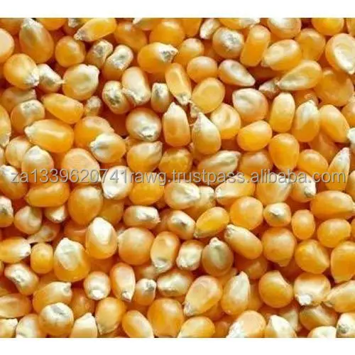 maize-seed-500x500.jpg