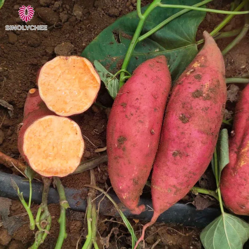 Yellow new harvest China sweet red potato price cheap (1600449719152)
