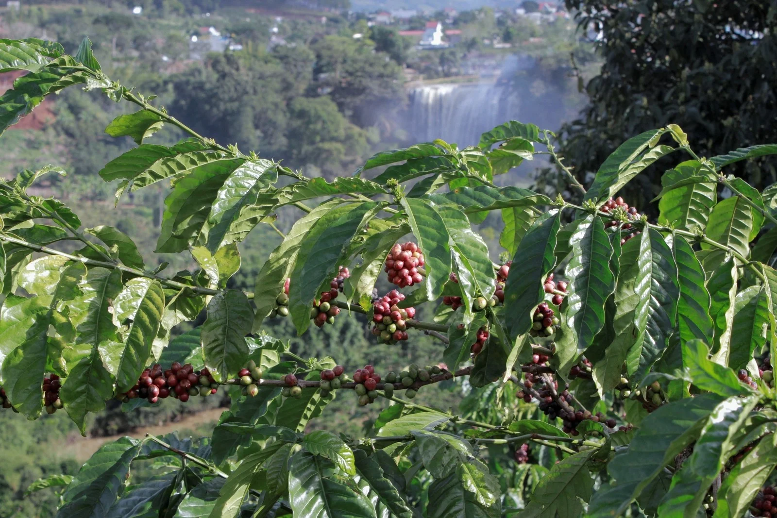  Высококачественный новый урожай 2021 Arabica Cau Dat Wet S18 кофе Вьетнам кофейные