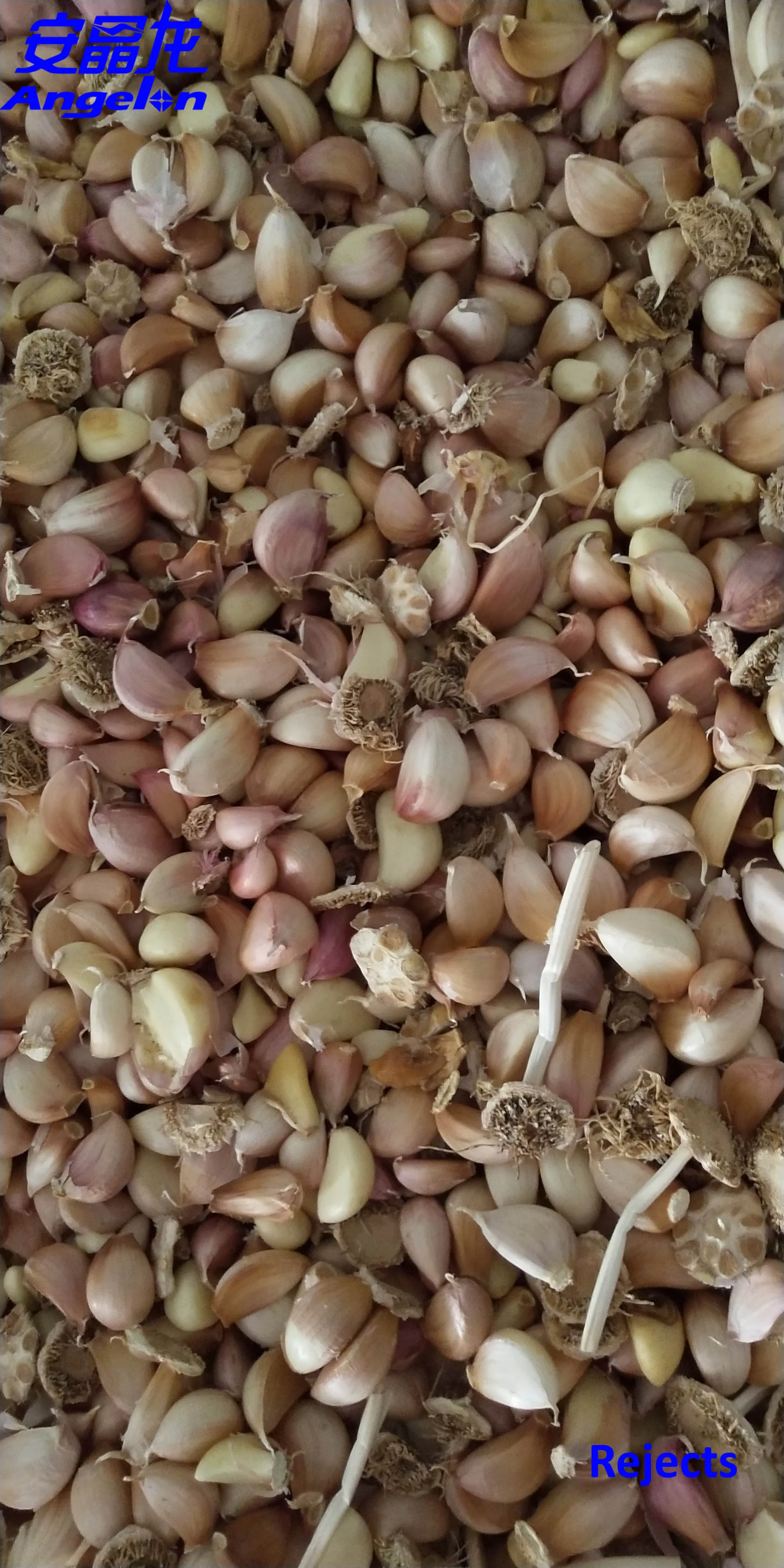 2021 new style colour sorter with garlic products sorting