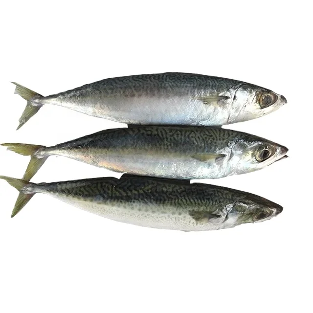 2024 Highly Nutritious fat delicious herring fish smoked herring fish for sale