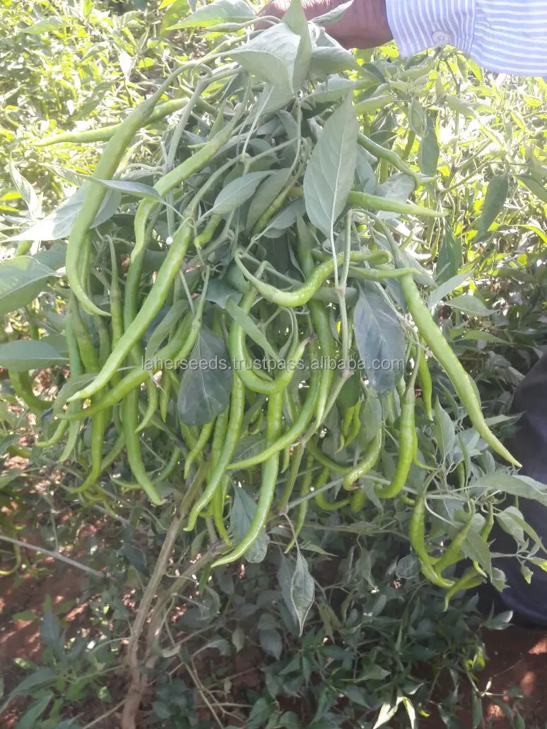 
22 TO 24 CMS LONG HYBRID CHILLI SEEDS FOR GREEN PURPOSE 