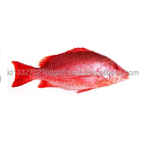 100% Best Quality Fish Customized Package Raw Cheap Price Fresh fish Premium Quality Fish From Indonesia