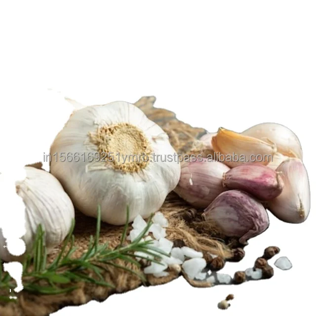 high quality new crop fresh garlic original supplier full dried goods wholesale price garlic