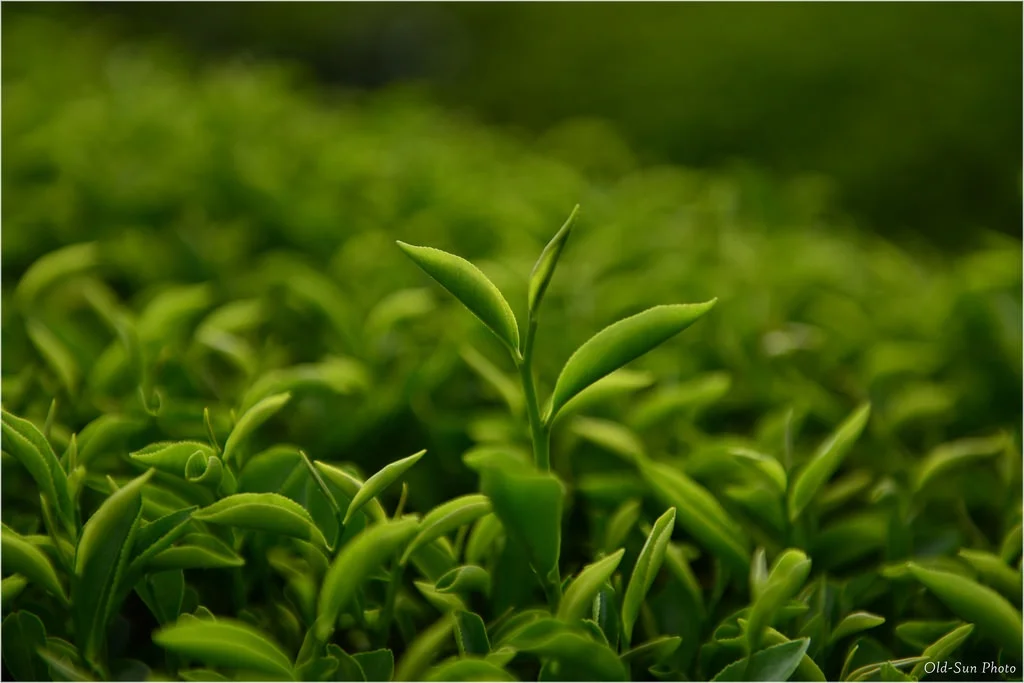 Taiwan  black tea leaf 150g/bag  oolong tea bag Aromatic Charcoal roasted quality wholesale high tea