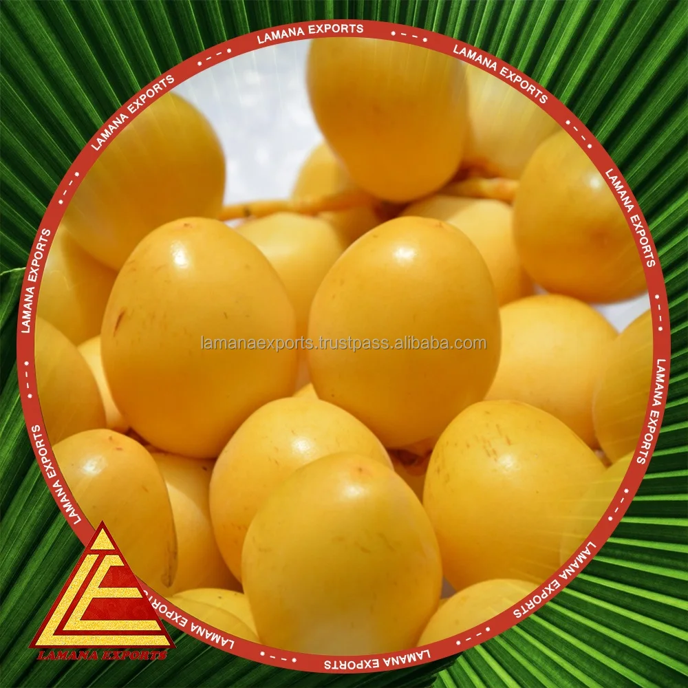 
Indian Premium Quality Exotic Barhe Dates / Yellow Palm Dates / Date Fruit 