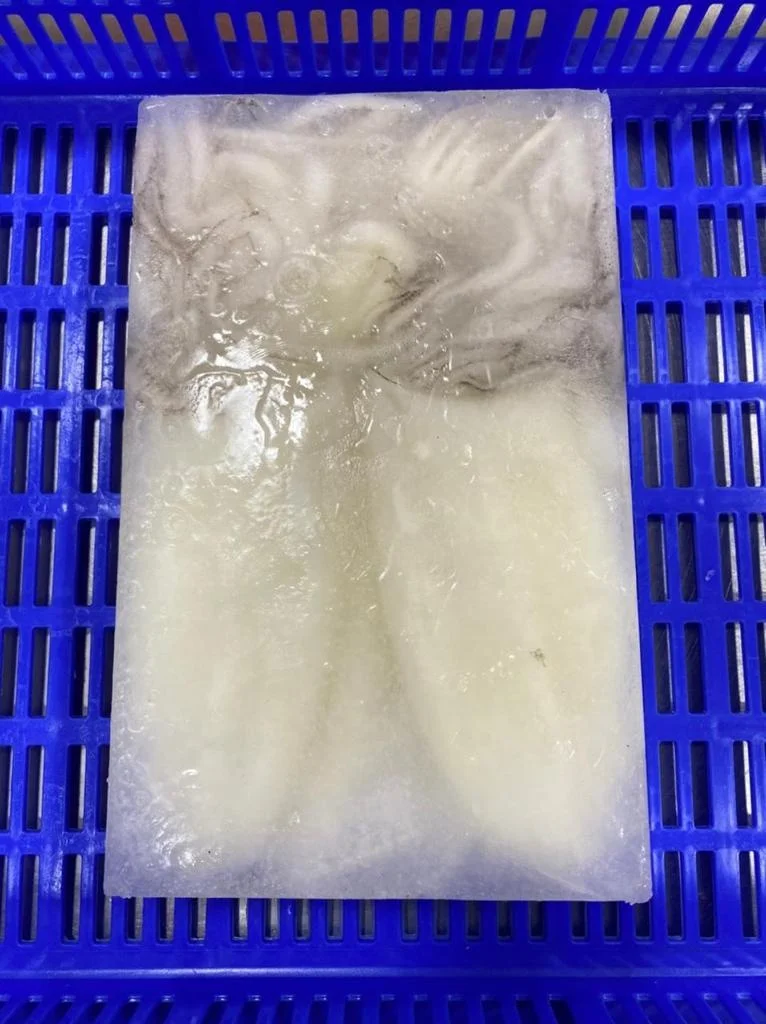 SQUID TUBE AND TENTACLES FROZEN