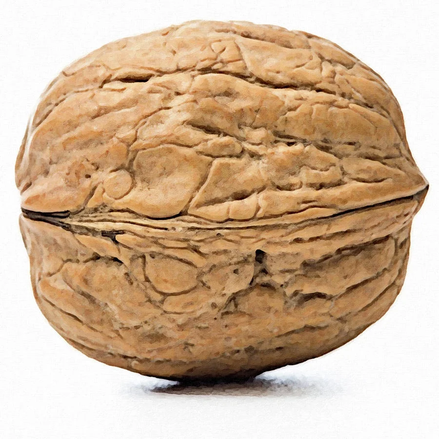 Walnuts Best Seller Manufacturer Wholesale Premium Organic Walnuts in shell