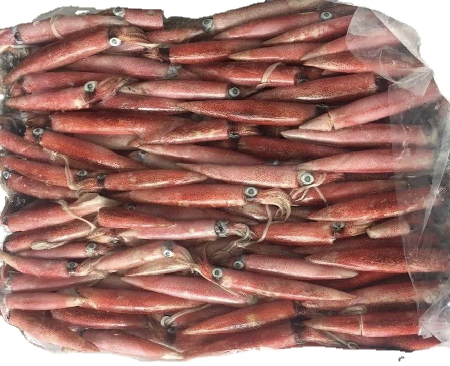 Frozen Long-Barrel Loligo Squid Hight Quality From Viet Nam