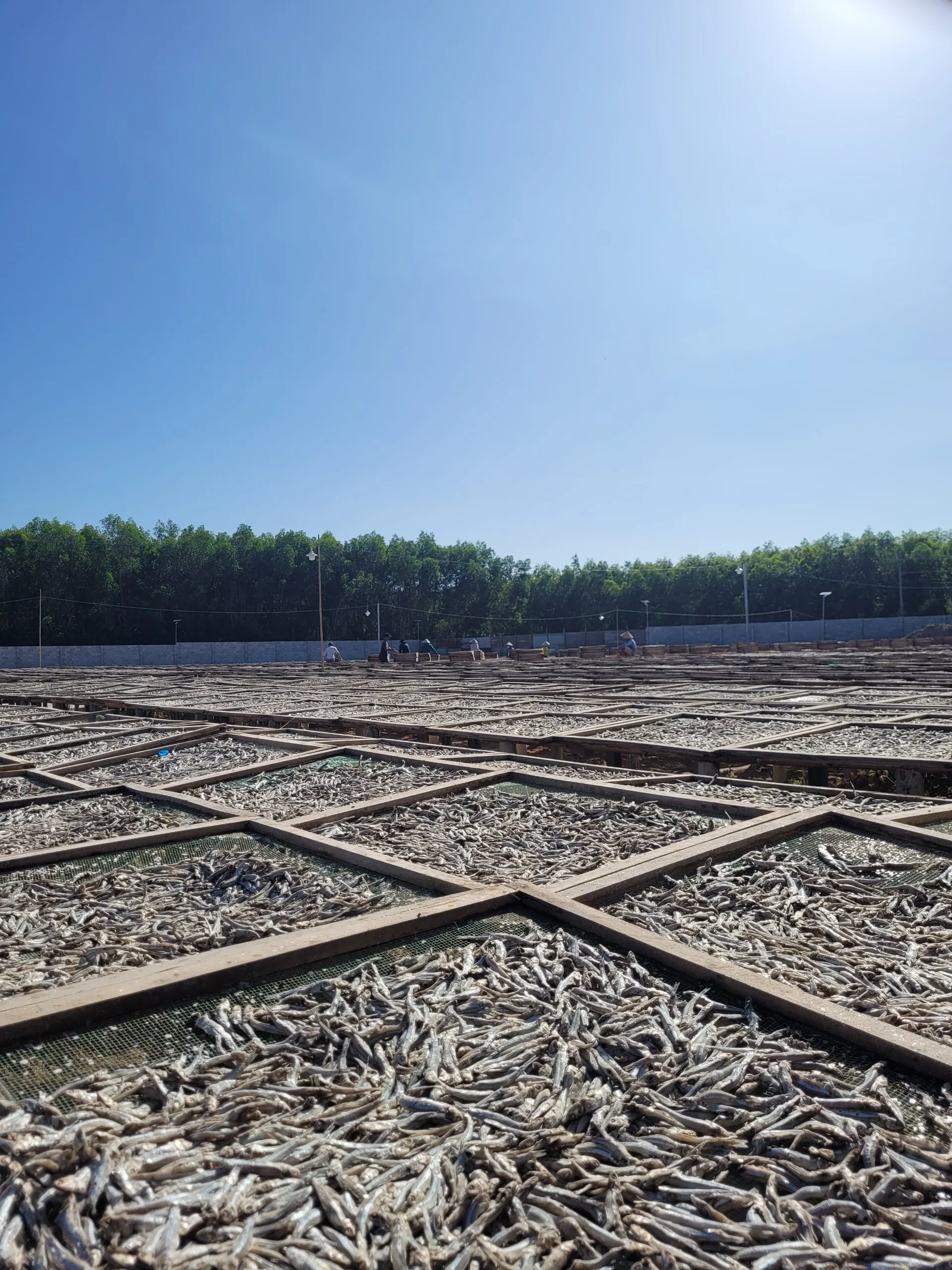 2022 Hot Deal Delicious Tasty Dried Anchovies Fish Fillet Salt Preserved Bulk Packed Competitive Price Fast Shipping Viet Nam