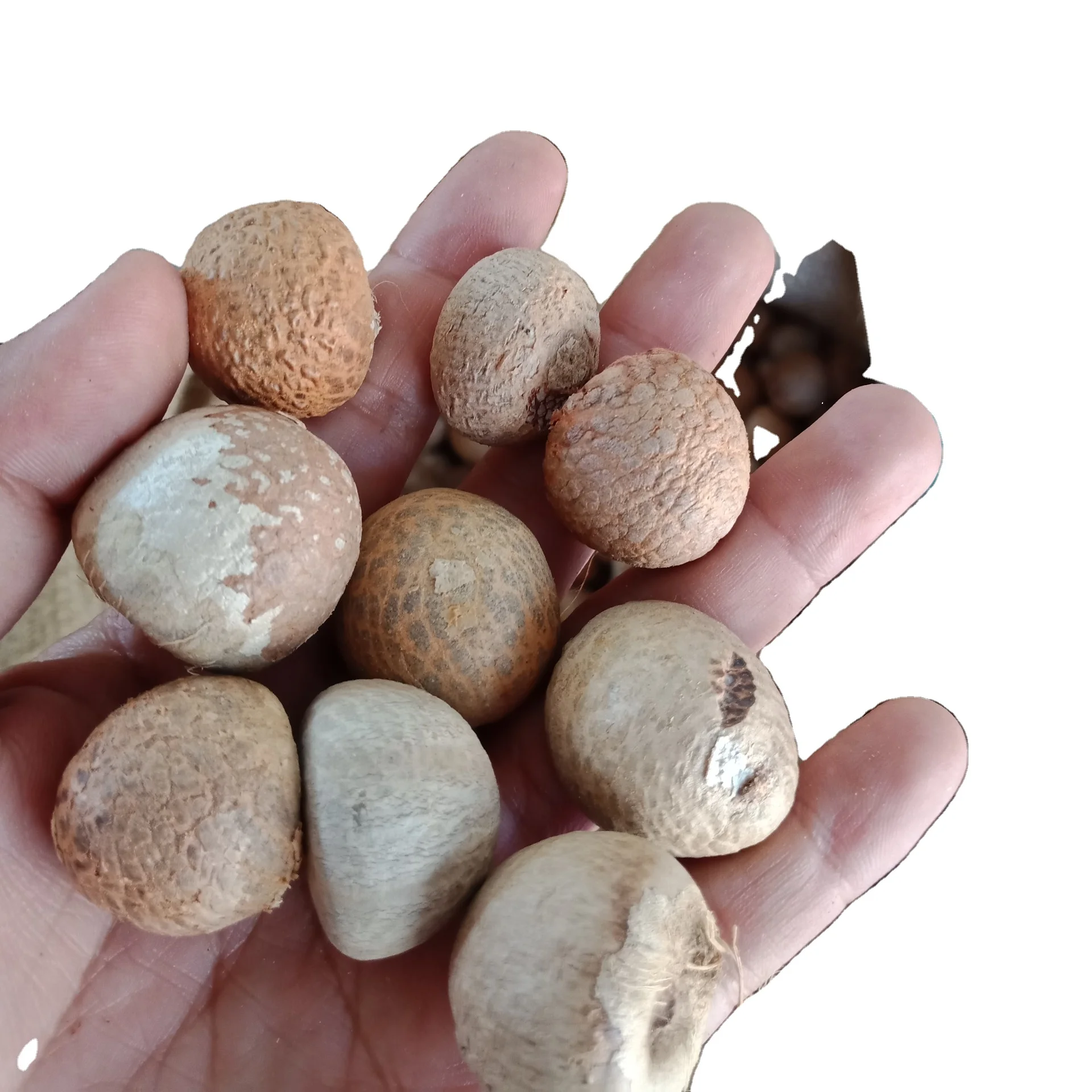 Premium Grade Of Betel Nut Manufacture Export Large Market Akina