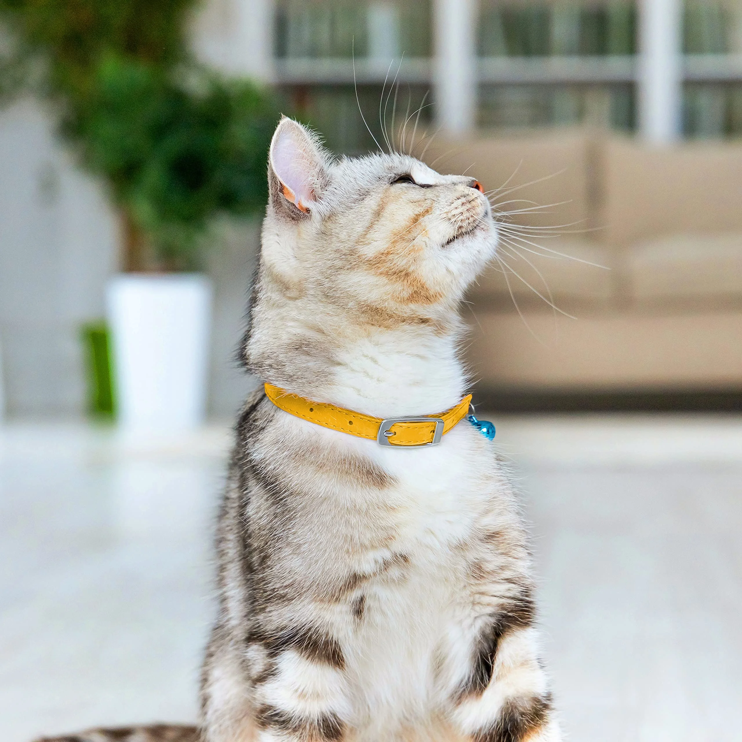 Pet Products Supplier Manufacture Luxury Leather Cat Collar and Leash for Cat Walking Running Sporting