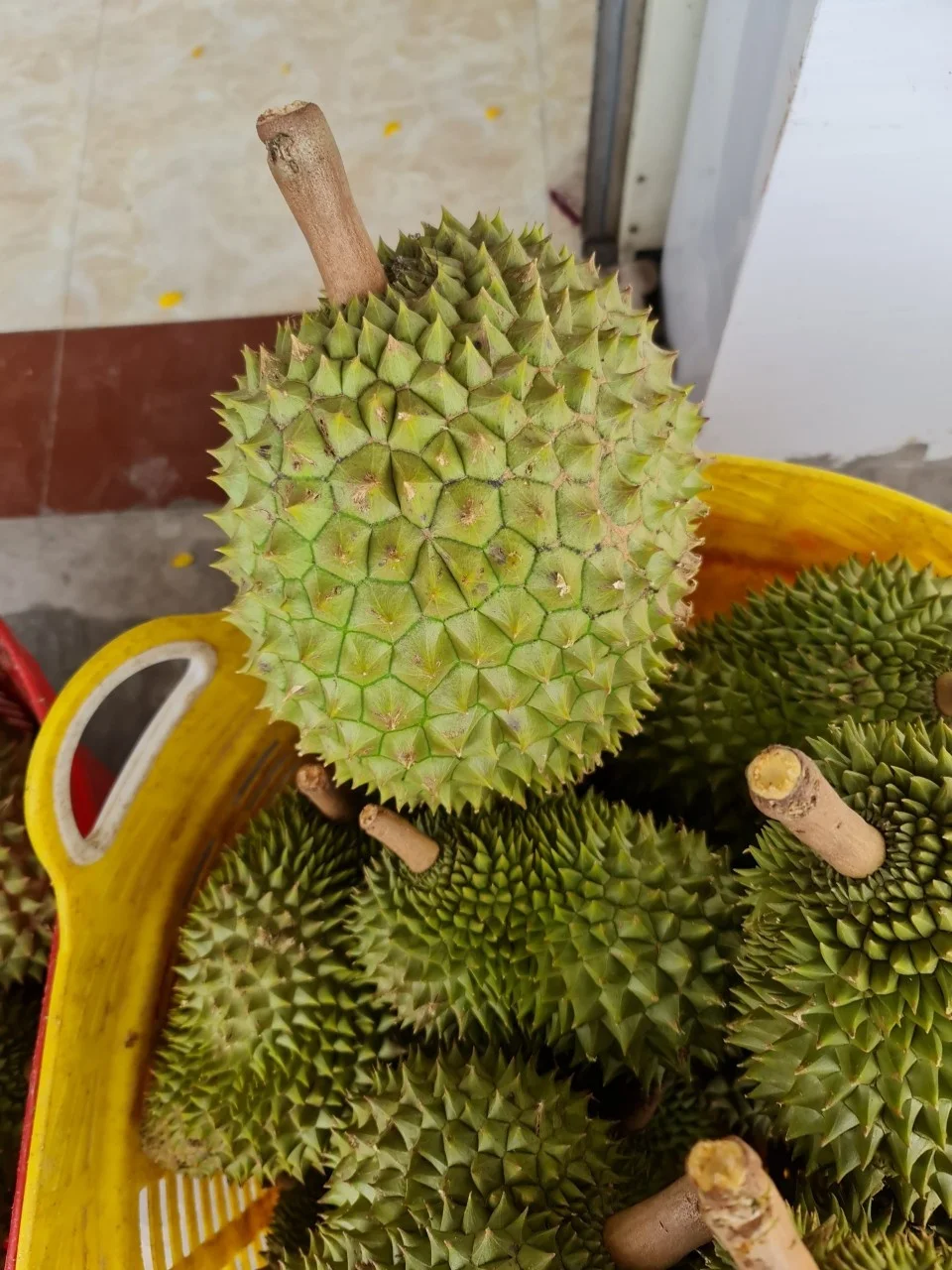 IQF FROZEN DURIAN RI6 TABLET ORIGIN VIETNAM FROM AN VAN THINH FOOD COMPANY AVTFOOD AVTF AVT / TABLETA CONGELADA DE DURIAN RI6