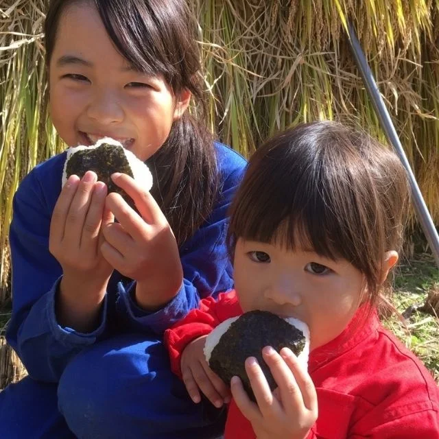 Фирменный рис «Sansho rice» новый «нацухоока» от Satsumasendai префекция