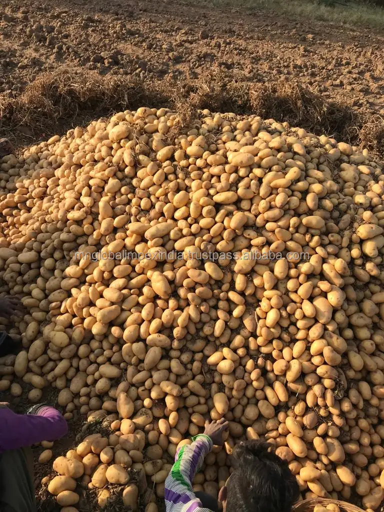
FRESH POTATO EXPORTS TO SOMAILIA FROM INDIA 
