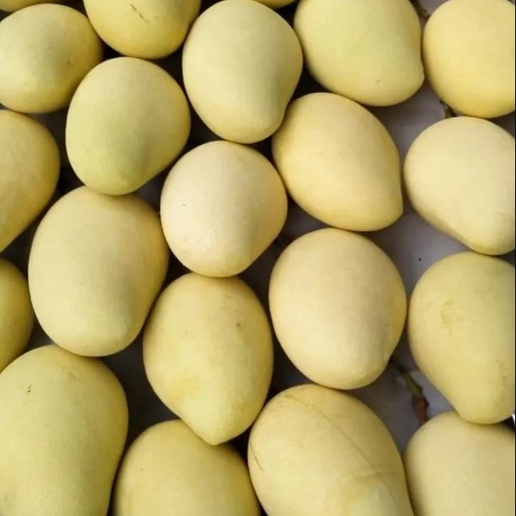 fresh KEO MANGO  for Korea market / +84984418844 w