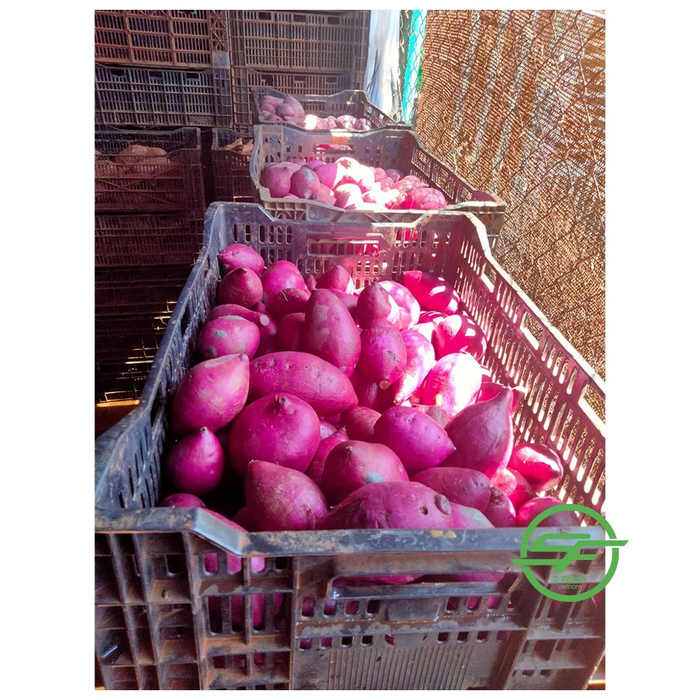 Factory price sweet potatoes organic vegetable origin Vietnam fresh sweet potato Purple color for export in bulk