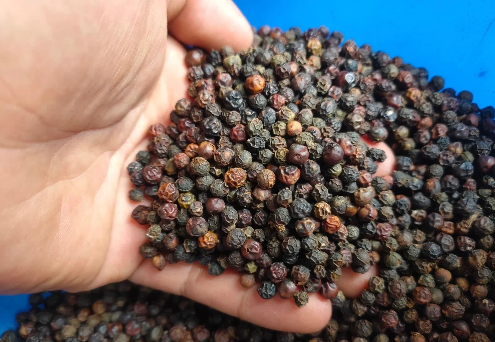 Wholesales Best Deal Hot Sale Superior Quality Black Pepper 100% Pure For Cooking Vietnamese Herbs And Spices