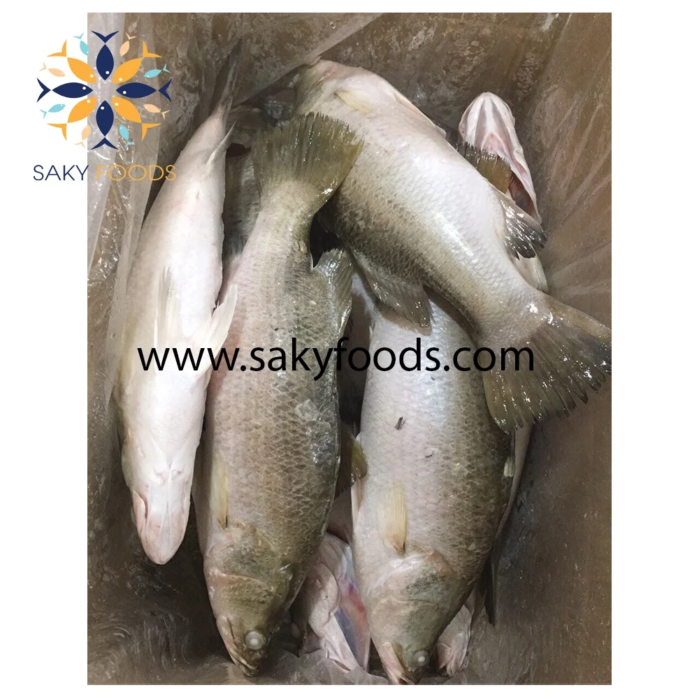 high quality frozen barramundi fillet