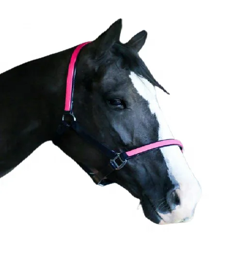 Wholesale Designer Horse Riding PVC Halter Manufacturer