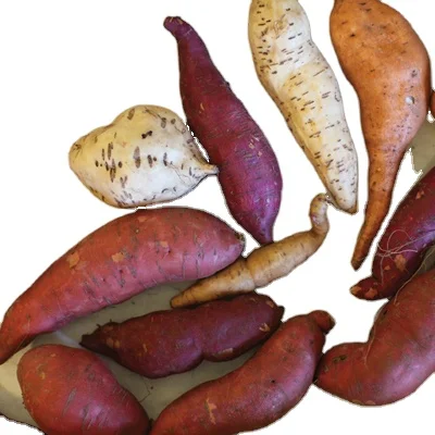 Export Japan Sweet Potato from Vietnam