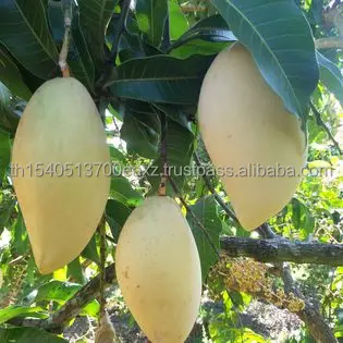 Тайский манго Премиум фрукты (тайский нудукмай) (Золотой