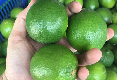High Quality Fresh Seedless Lime Top Citrus Fruit Export from Vietnam at Low Price