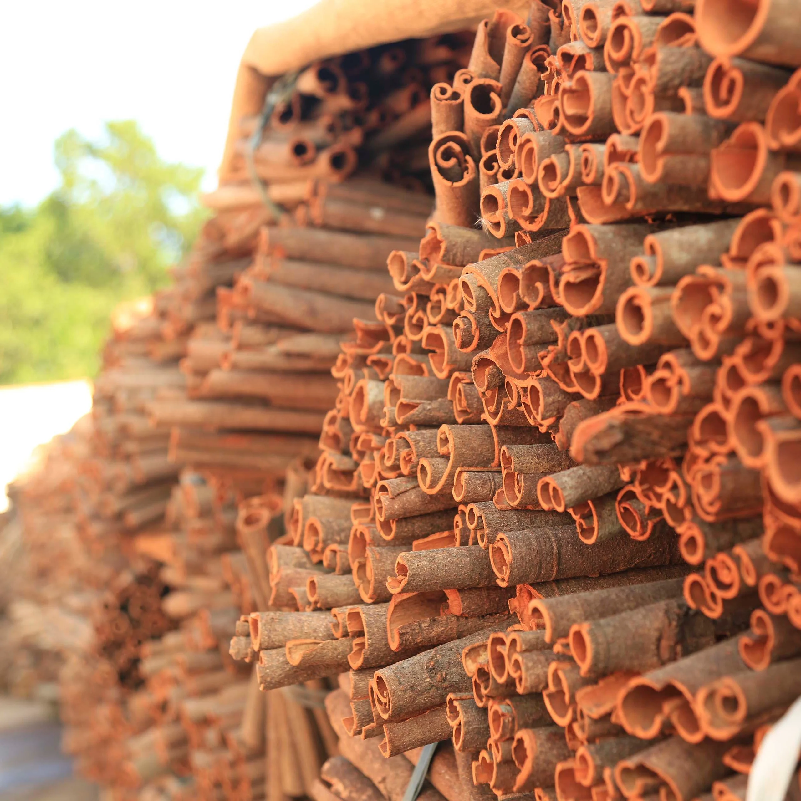 Премиум качество цельный Кассия-вьетнамское