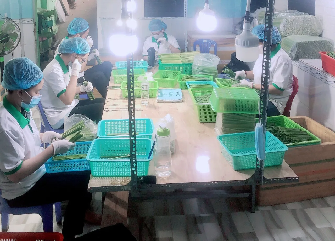 Eco friendly straws / 100 % natural straws/ no chemical/ grass straws