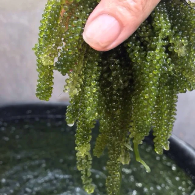 (HOT) SEA GRAPES Crispy, lightly salty and naturally sweet in VIETNAM/VIET DELTA/MS.THAO