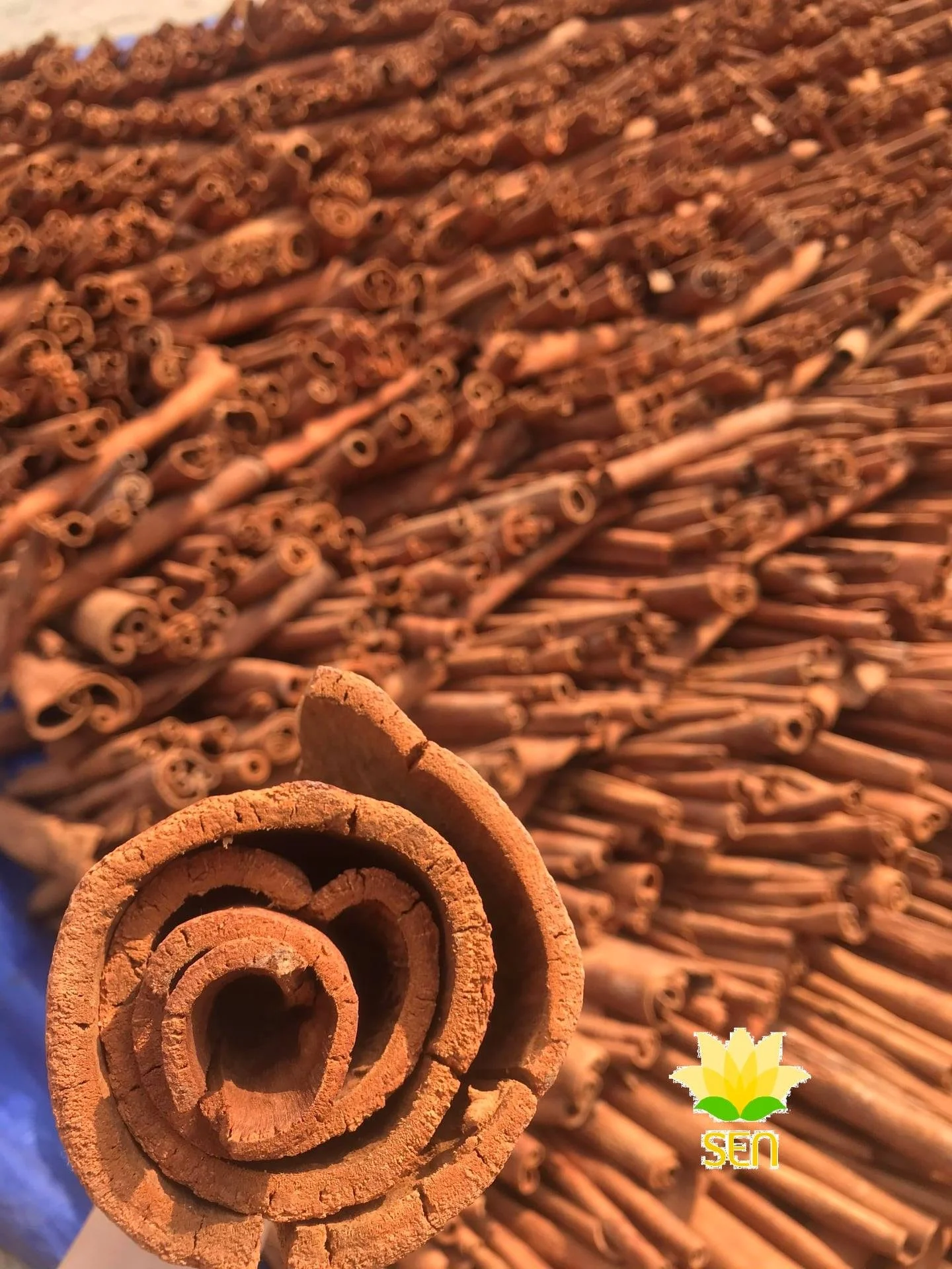 Vietnam Broken Round cut Cassia Vietnam Export Products broken Cinnamon Best Prices For Wholesale