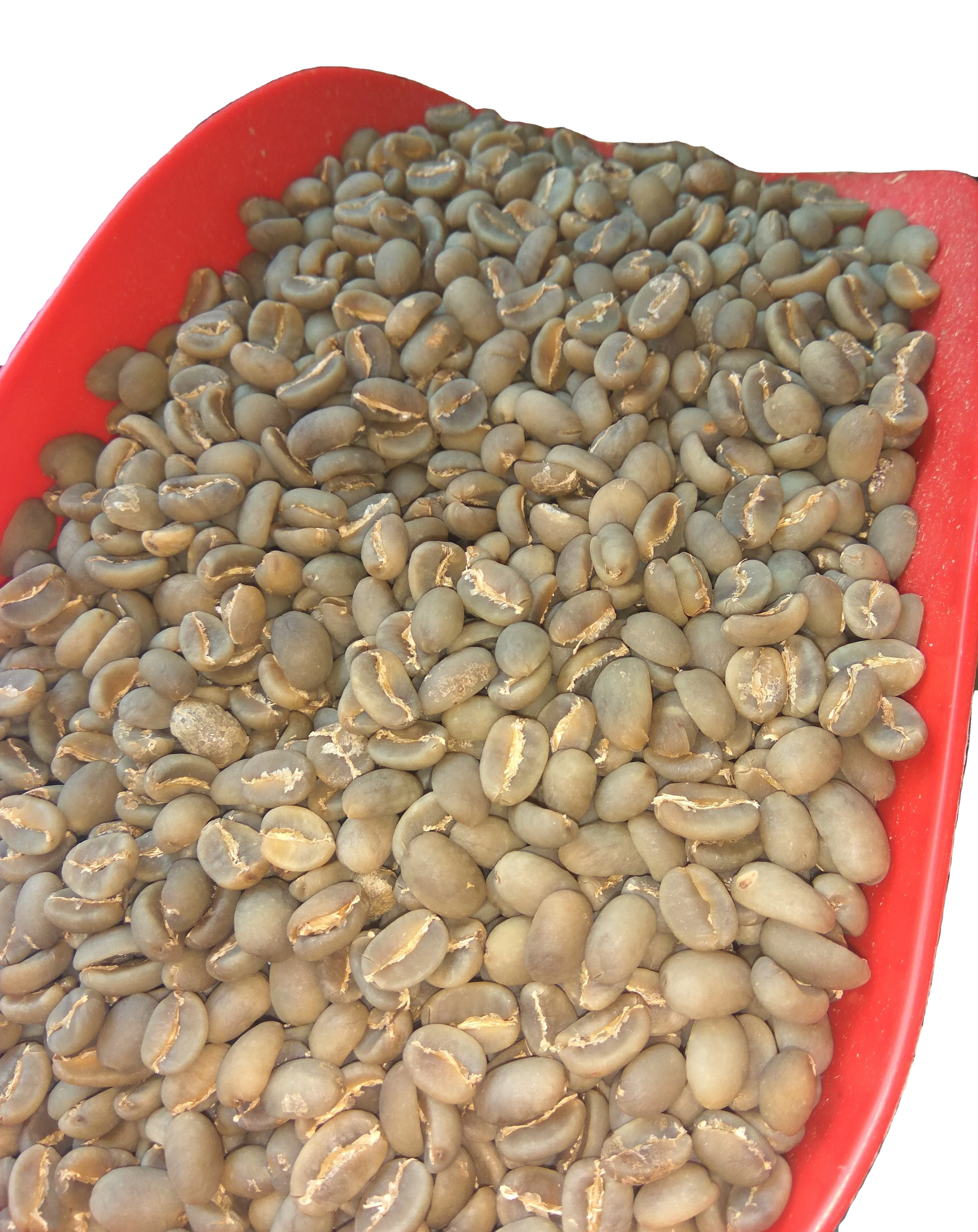 Best quality indonesia green coffee beans arabica and robusta coffee beans java and toraja coffee sumatra Ready to Export