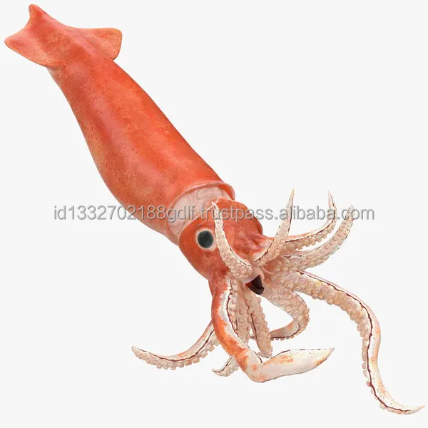 Wholesale Price 100% Export Oriented High Quality Custom packaging Fresh Frozen Ilex Squid Export From Indonesia