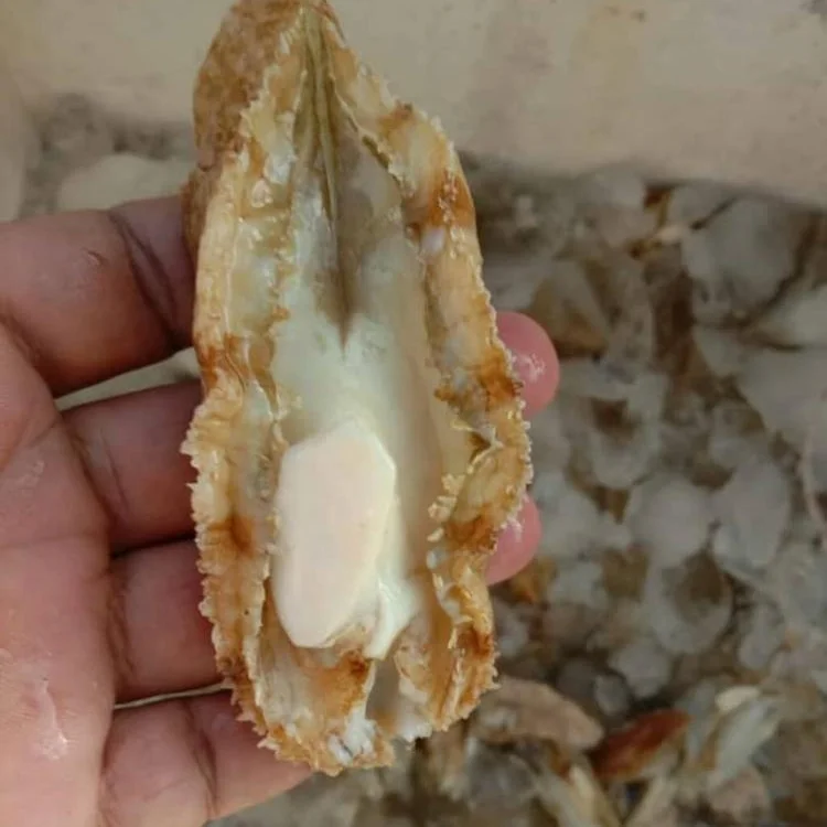 Top Selling High Grade Half Cooked Abalone Seafood For Sale Packaging ISO HACCP Fresh Health Nutrition Origin Life