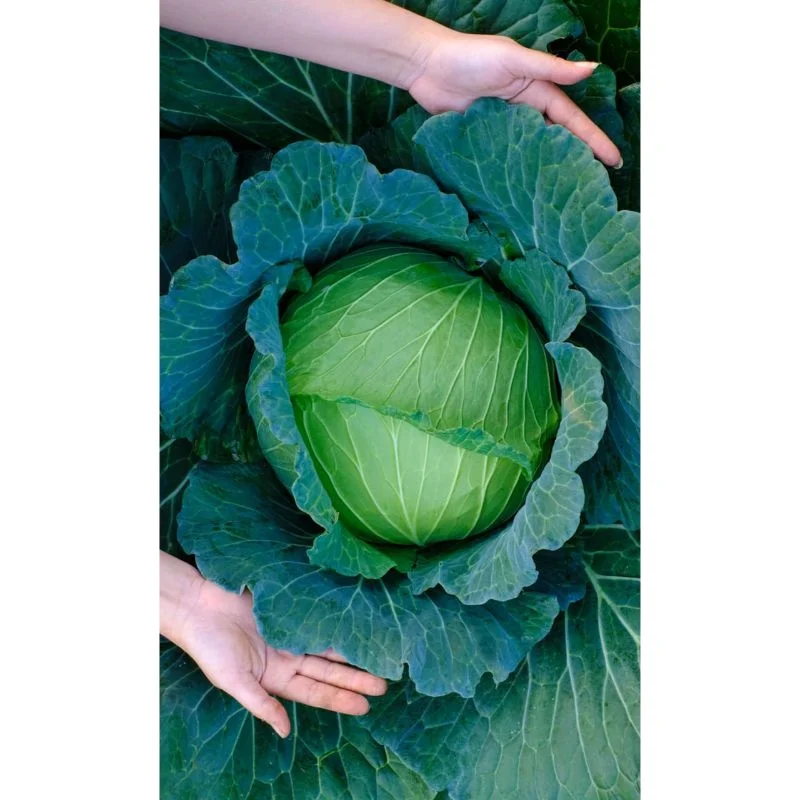 Лучшая цена на свежие овощи