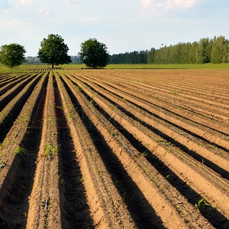 Высококачественное гранулированное удобрение сахарного тростника SAVIGO для усиления урожая длительный урожай