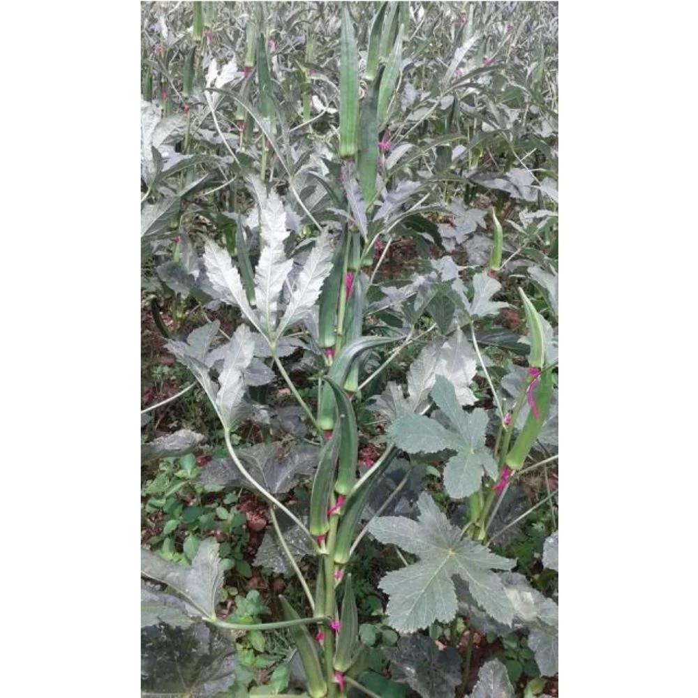 Indian green okra