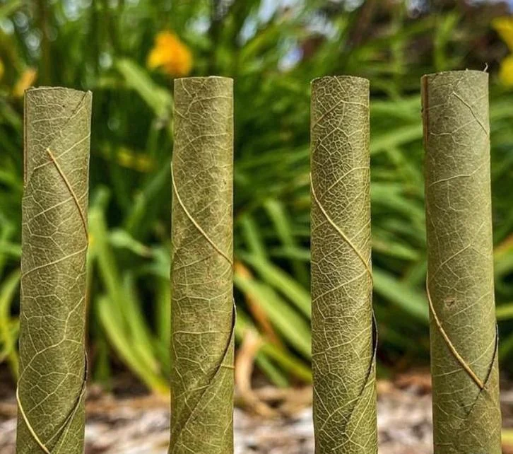 Лучшие цены на предварительно свернутые конусы, предварительно свернутые конусы, предварительно свернутые листья кордии в вашем бренде, предварительно свернутые листья OEM