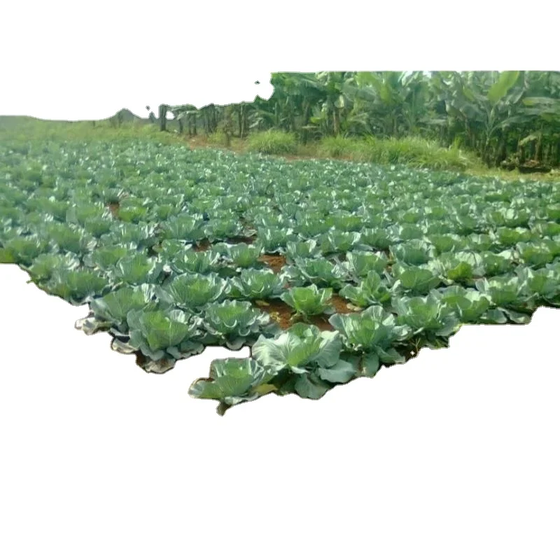 Экспортер свежих овощей капусты MN GLOBAL