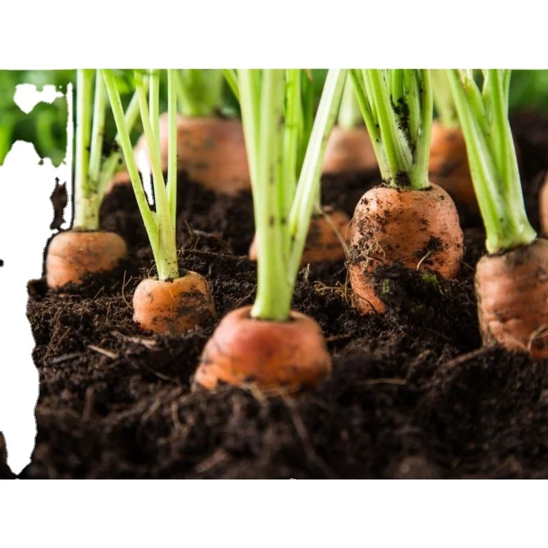 Самая низкая цена на экспорт моркови nantus verity для индийской