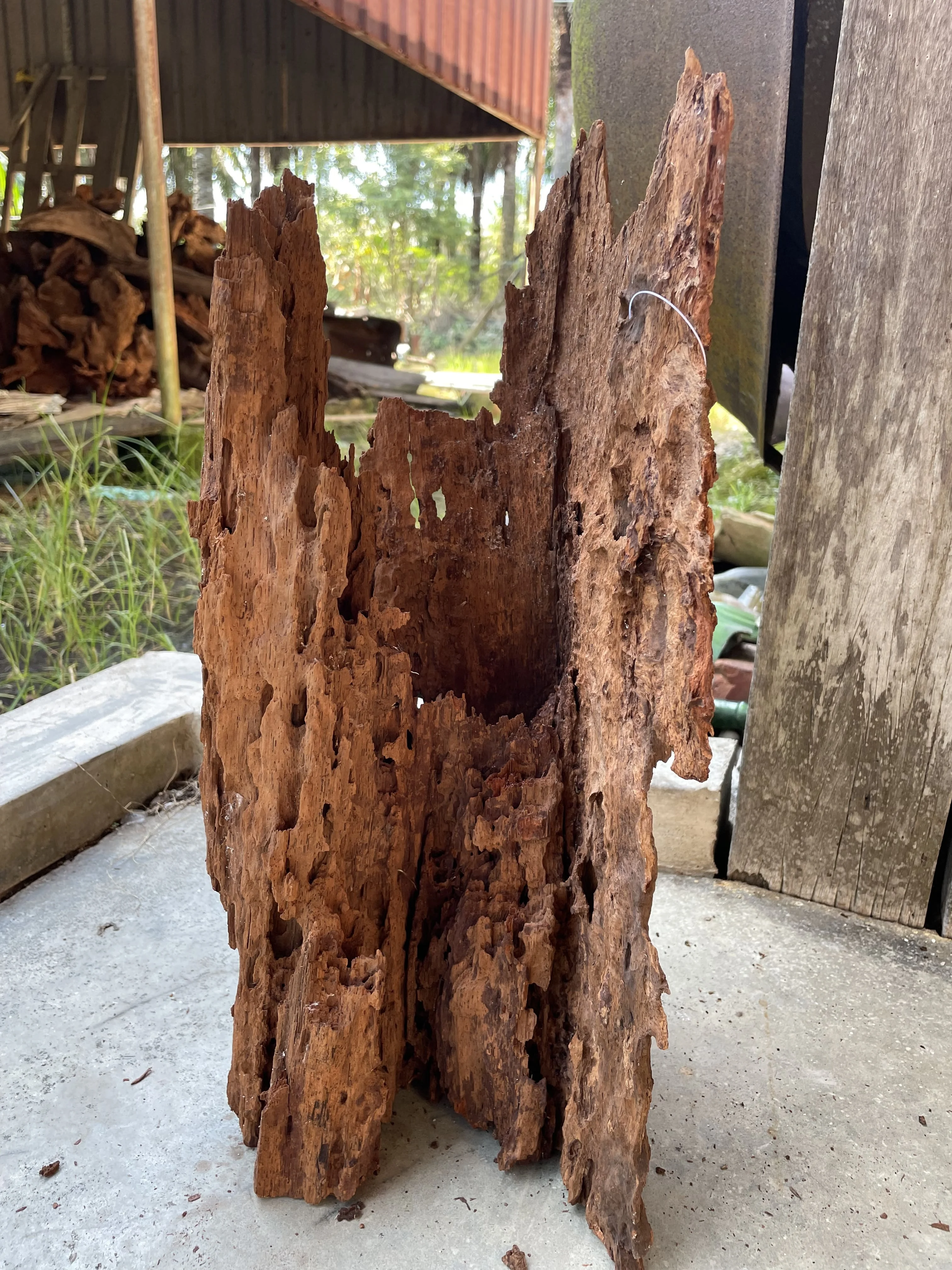 Best Selling Driftwood Malaysia Huge Shape Round Tank Decoration Terrarium Aquascape Nano Mangrove Roots Aquarium & Accessories