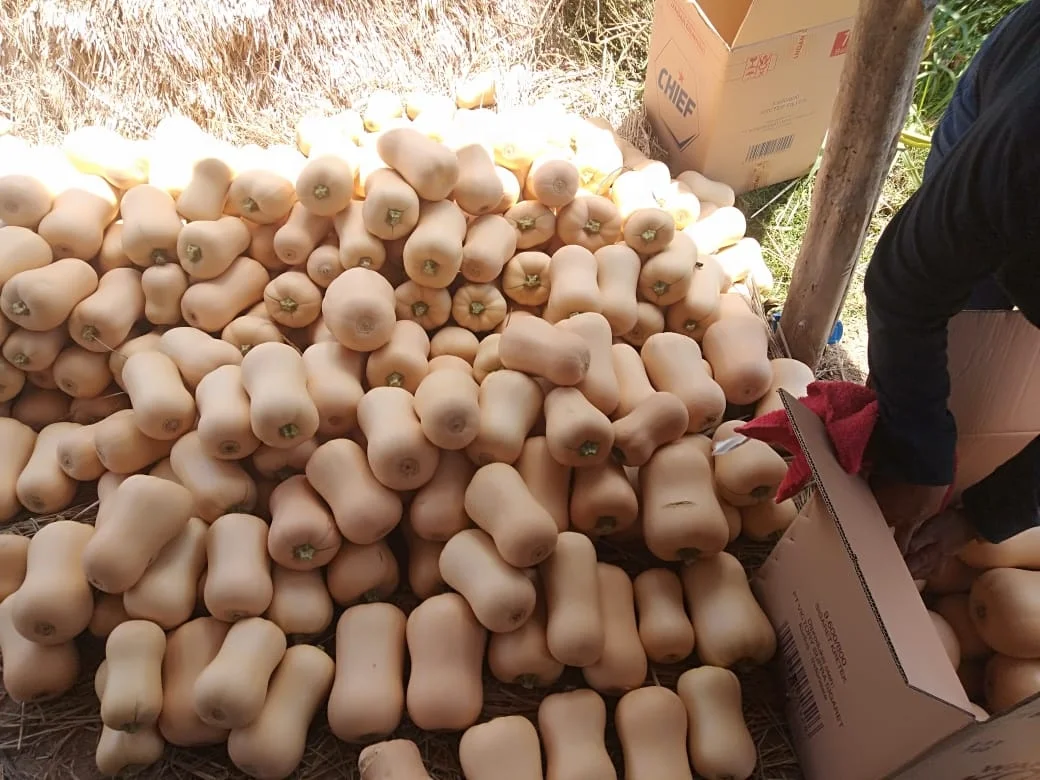 
Organic Fresh Butternut Export Quality 