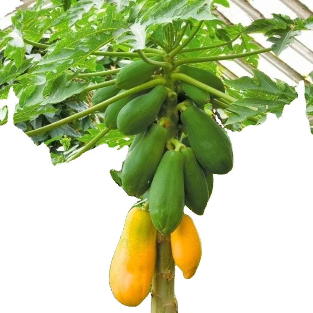 Лучшая цена для сельского хозяйства Pawpaw red glory