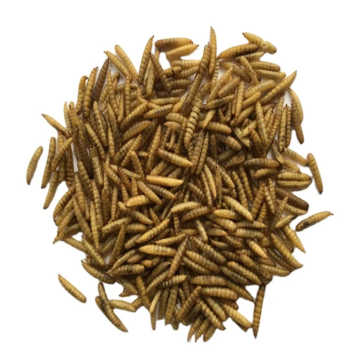 HIGH PROTEIN CALCIUM DRIED CALCI WORMS VIET NAM ORIGIN BEST PRICE/ Mr. Porter +84_896 _612 _931
